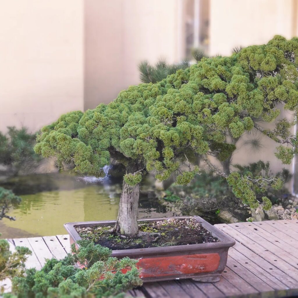 Bonsai S Cris