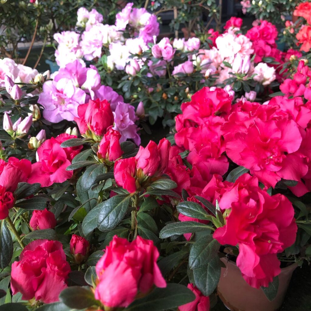 Flores na Mão — Shopping das Flores