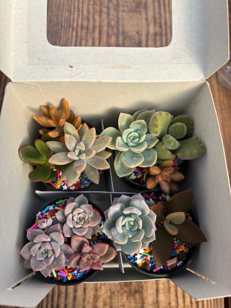 Box das Suculentas